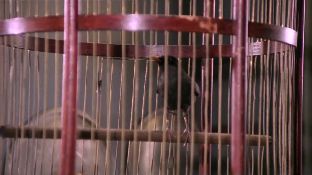  Дядя Адольф, по прозвищу Фюрер (1978)