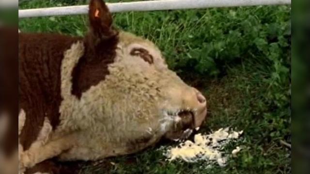 The Real McLeod - 5 серия, 6 сезона, сериала Дочери Маклеода (2001)