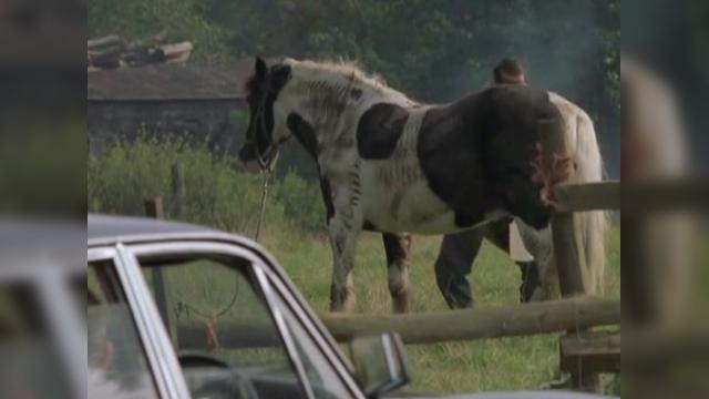 Horse Heir - 2 серия, 1 сезона, сериала Кин Эдди (2003)