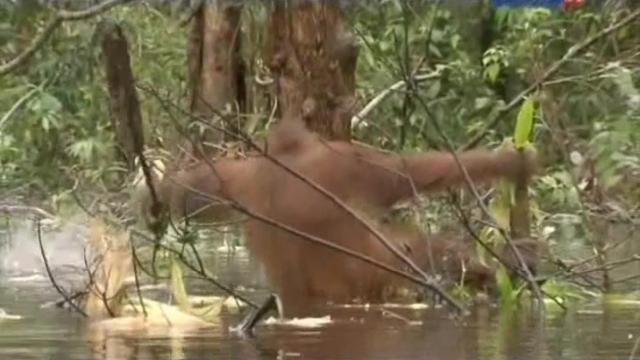 Orangutan 911 - 7 серия, 1 сезона, сериала Остров орангутанов (2007)