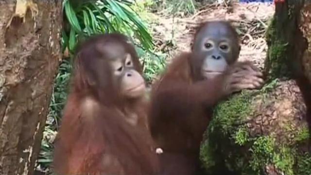 Lessons Learned, Lessons Lost - 4 серия, 1 сезона, сериала Остров орангутанов (2007)