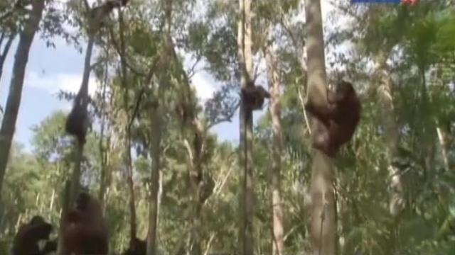 Break Out - 5 серия, 1 сезона, сериала Остров орангутанов (2007)