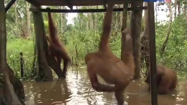 Kindred Spirits - 6 серия, 2 сезона, сериала Остров орангутанов (2007)