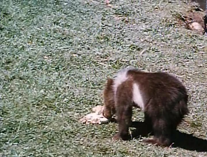  Король Гриззли (1970)